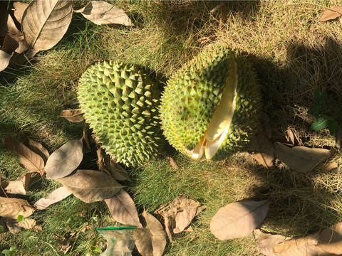 榴莲