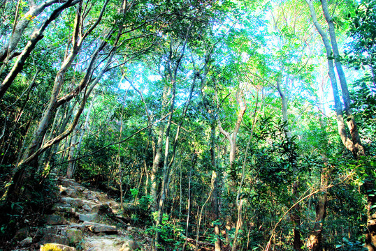树林登山路