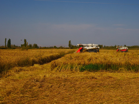 稻田稻谷农用器械自动化收割