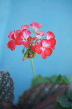 红花天竺葵