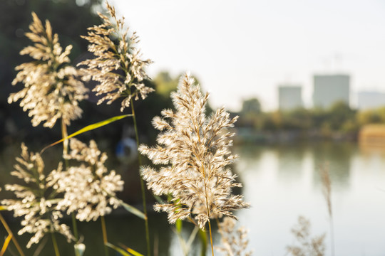 芦苇素材