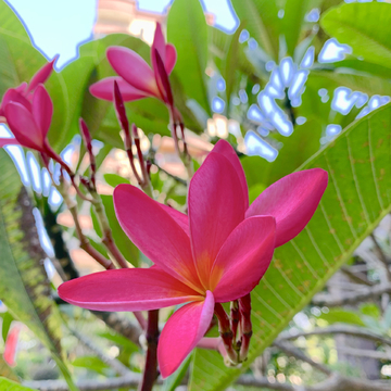 桃红鸡蛋花