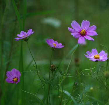 格桑花