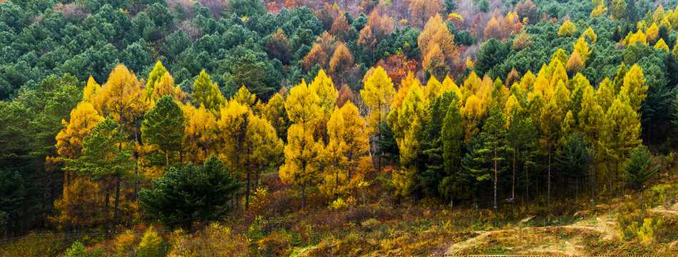秋景森林高清图片