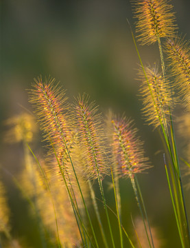 狗尾巴草