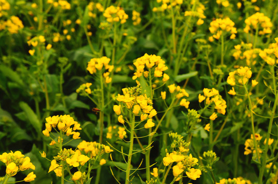 油菜花