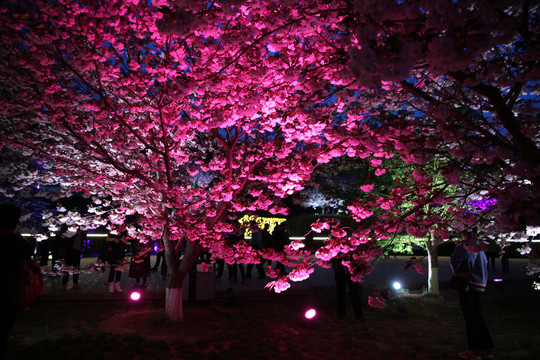 樱花夜景