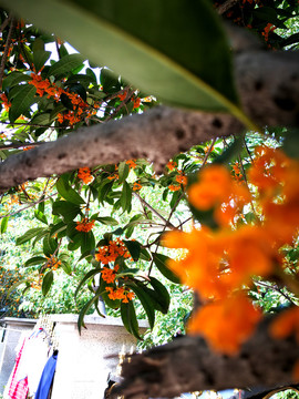 桂花