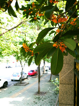 桂花