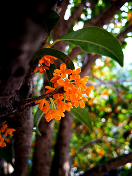 桂花