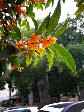 桂花