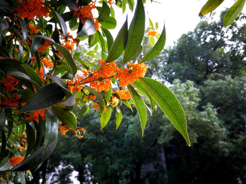 桂花