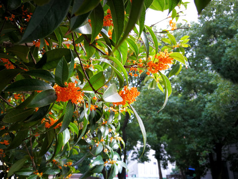桂花