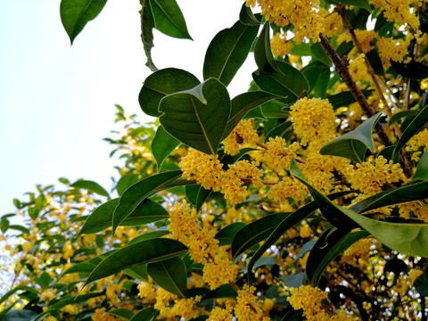 桂花