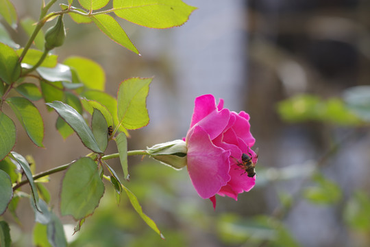 蜜蜂