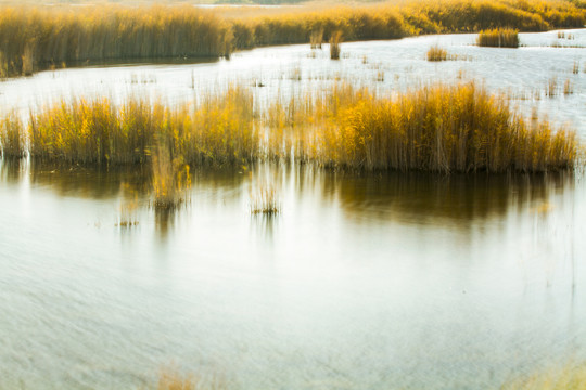 博斯腾湖湿地秋景