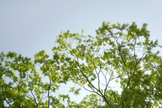 绿树枝叶边框背景