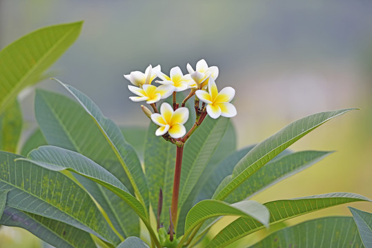 鸡蛋花