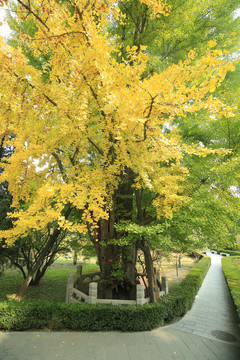 北京戒台寺古银杏树