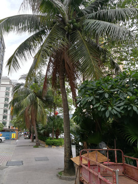 街头椰子树