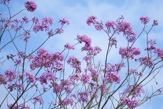 花卉