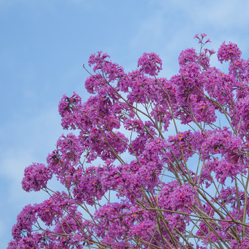 黄花风铃