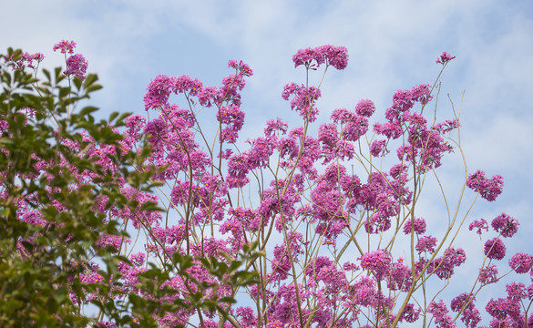 花卉