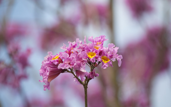 黄花风铃木