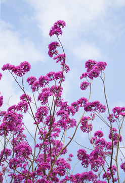 风铃花