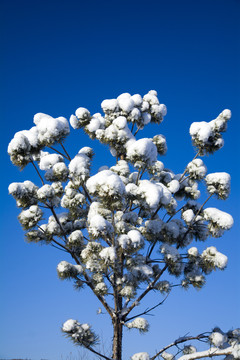 大雪雪松