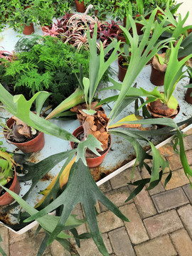 南宁市桂景园盆栽植物