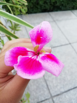 小花