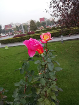 月季