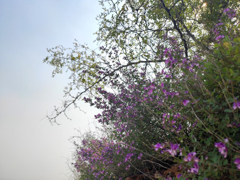 花卉