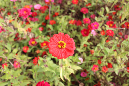 百日菊