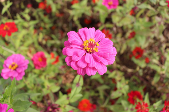 百日菊