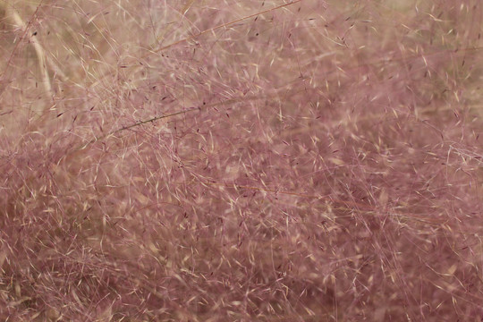 粉黛乱子草