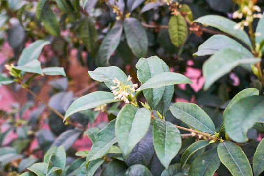 桂花树