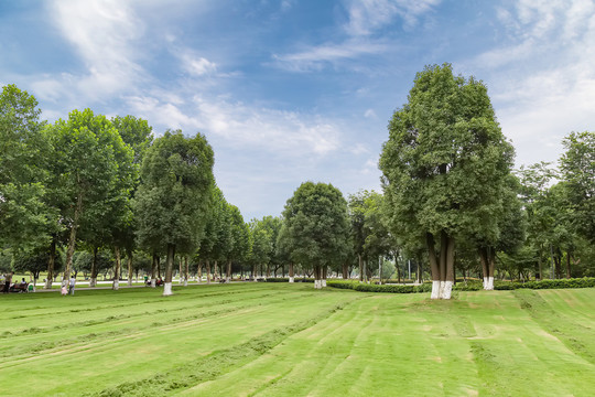 重庆中央公园的草坪和树木
