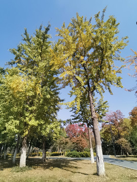 银杏树