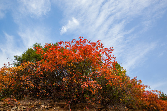 满山红叶