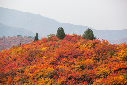 满山红叶