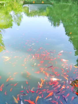 锦鲤