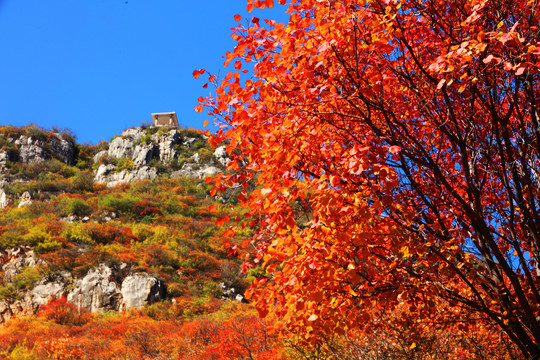 太行山庄子岭红叶