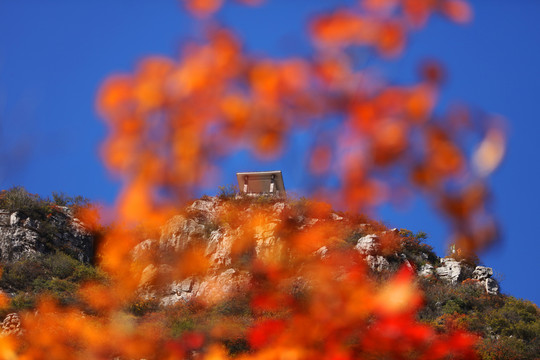 太行山庄子岭红叶