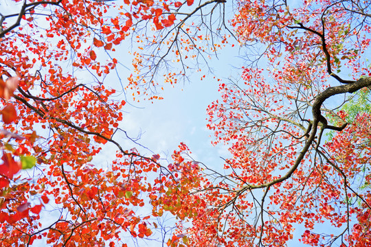秋天乌桕树红叶与天空背景