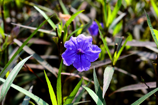 蓝花草