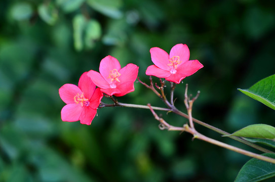 变叶珊瑚花