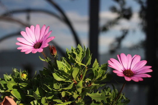 菊花