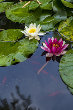 莲花素材